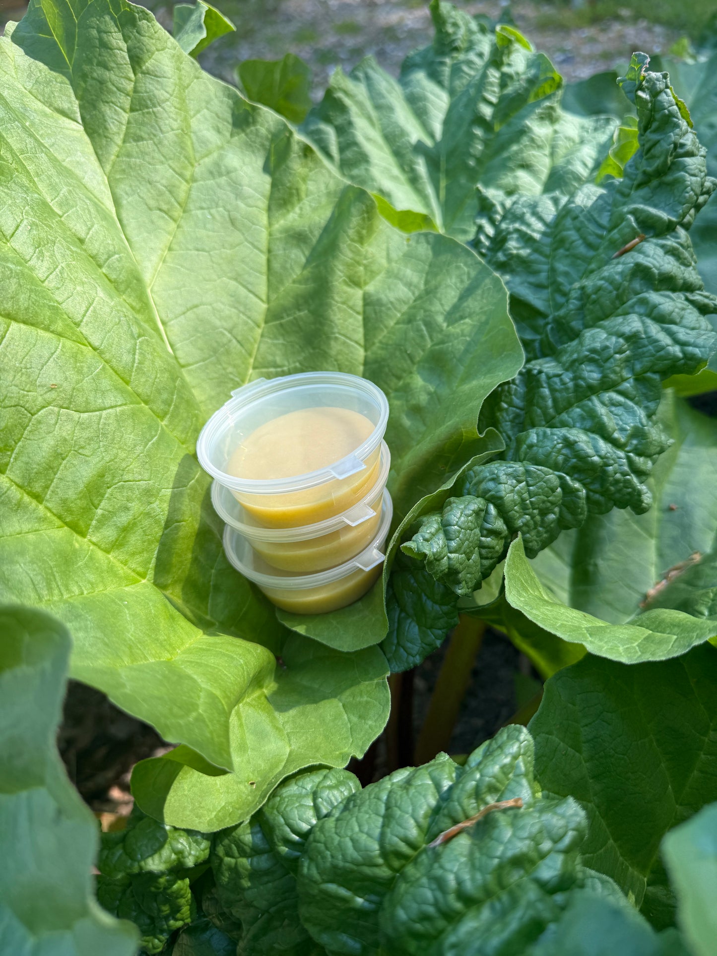 Hjemmelavet rabarbercurd 💚❤️
